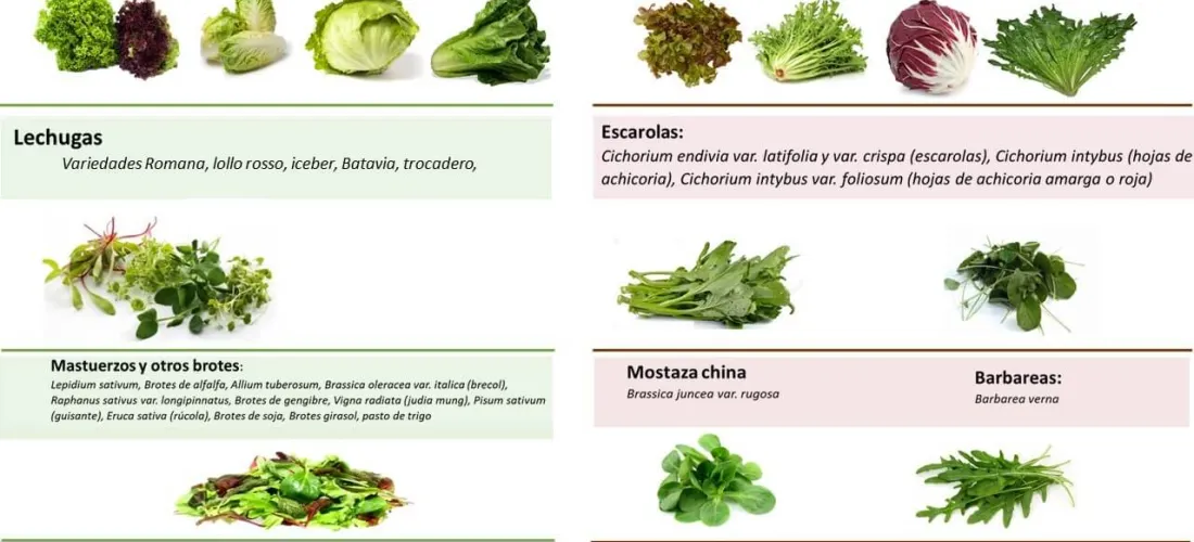 ¿Qué quiere decir similares a lechuga?
