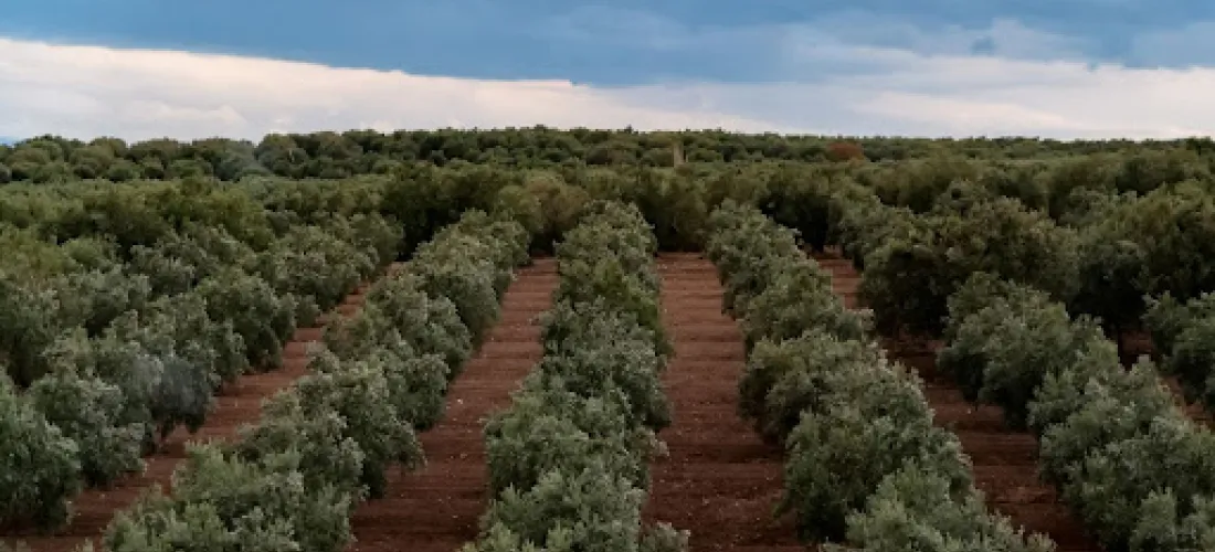 Cultivo de olivar: tradicional, intensivo y superintensivo