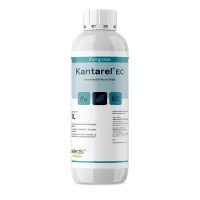 mockup_kantarel