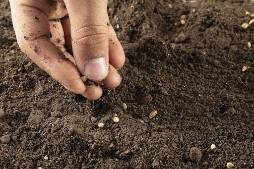 ¿Cuál es la mejor tierra para el cultivo exterior?