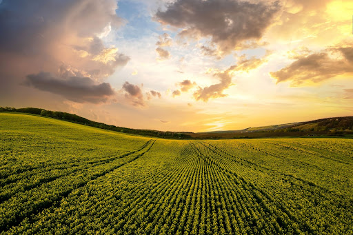 Agricultura orgánica sostenible, la clave contra el cambio climático