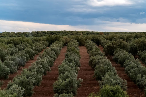 Cultivo de olivar: tradicional, intensivo y superintensivo